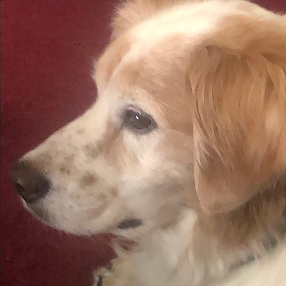 Meet your Posher, Millie